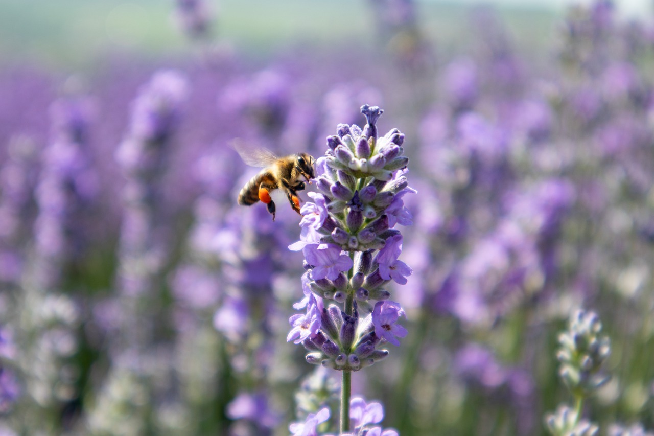 lavender  nature  bee free photo