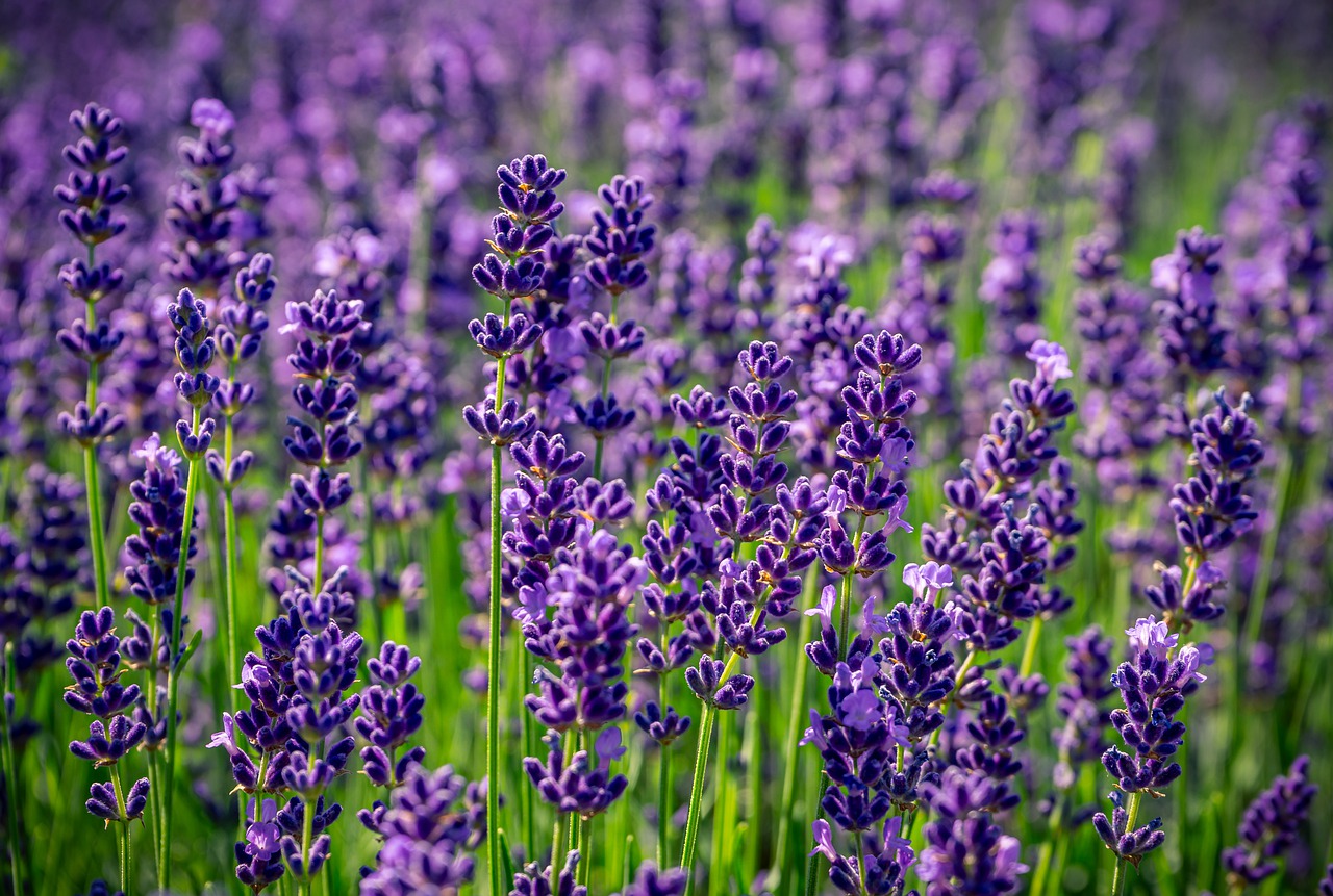 lavender  nature  purple free photo