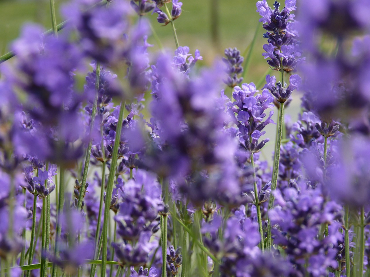 lavender flowers scents free photo