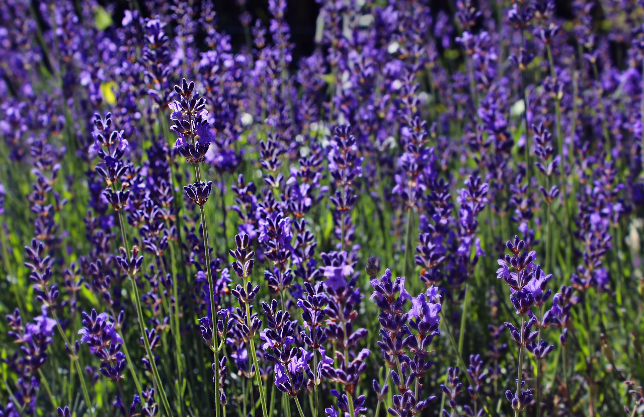 lavender  purple  provence free photo