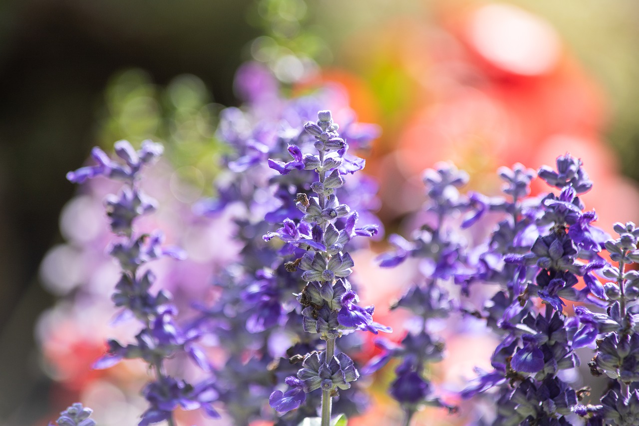 lavender  flower  plant free photo