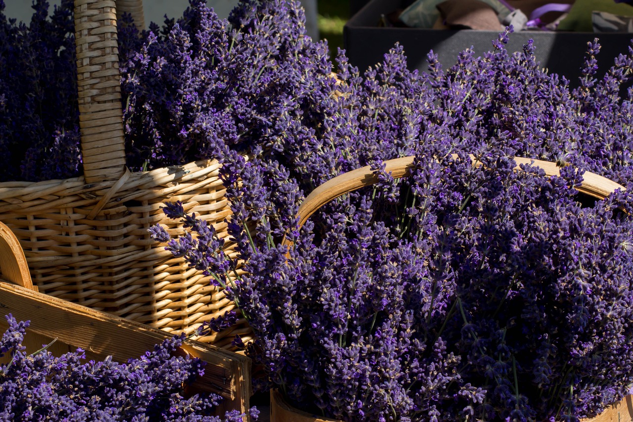 lavender  grass  basket free photo