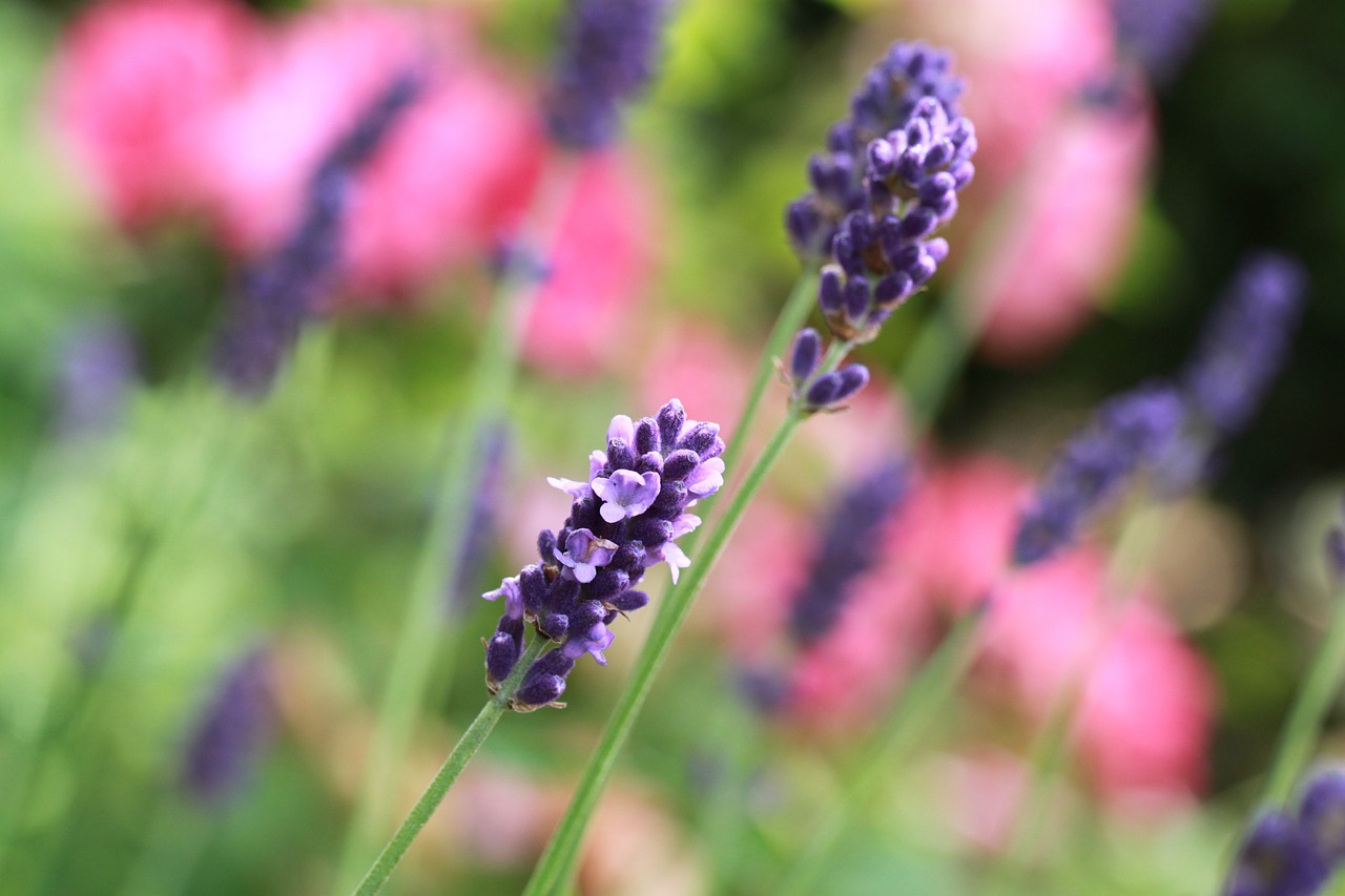 lavender lavender flowers flower free photo