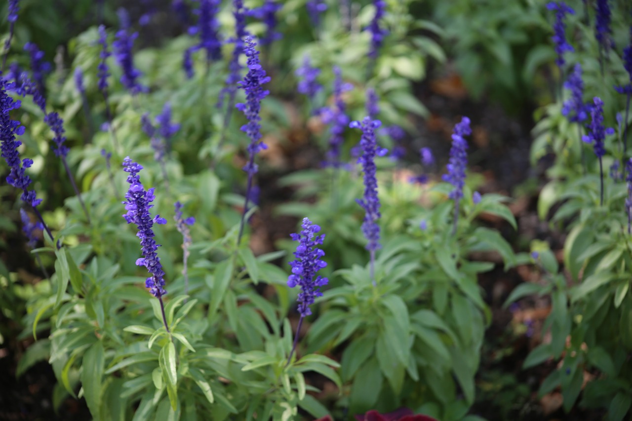 lavender flower lilac free photo