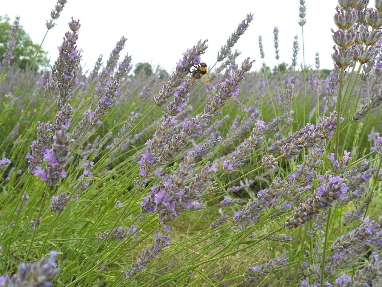 lavender flower natural free photo