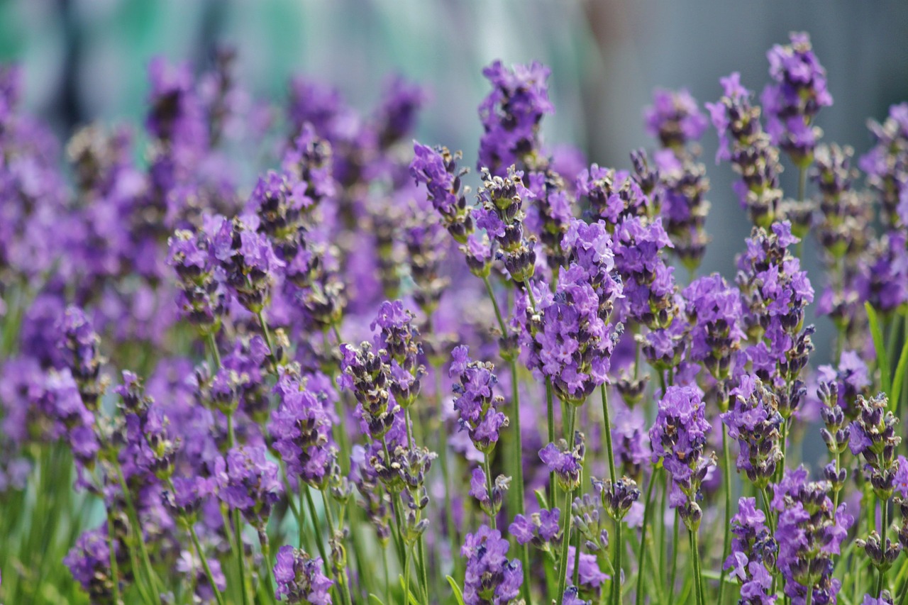lavender lavender field ornamental plant free photo