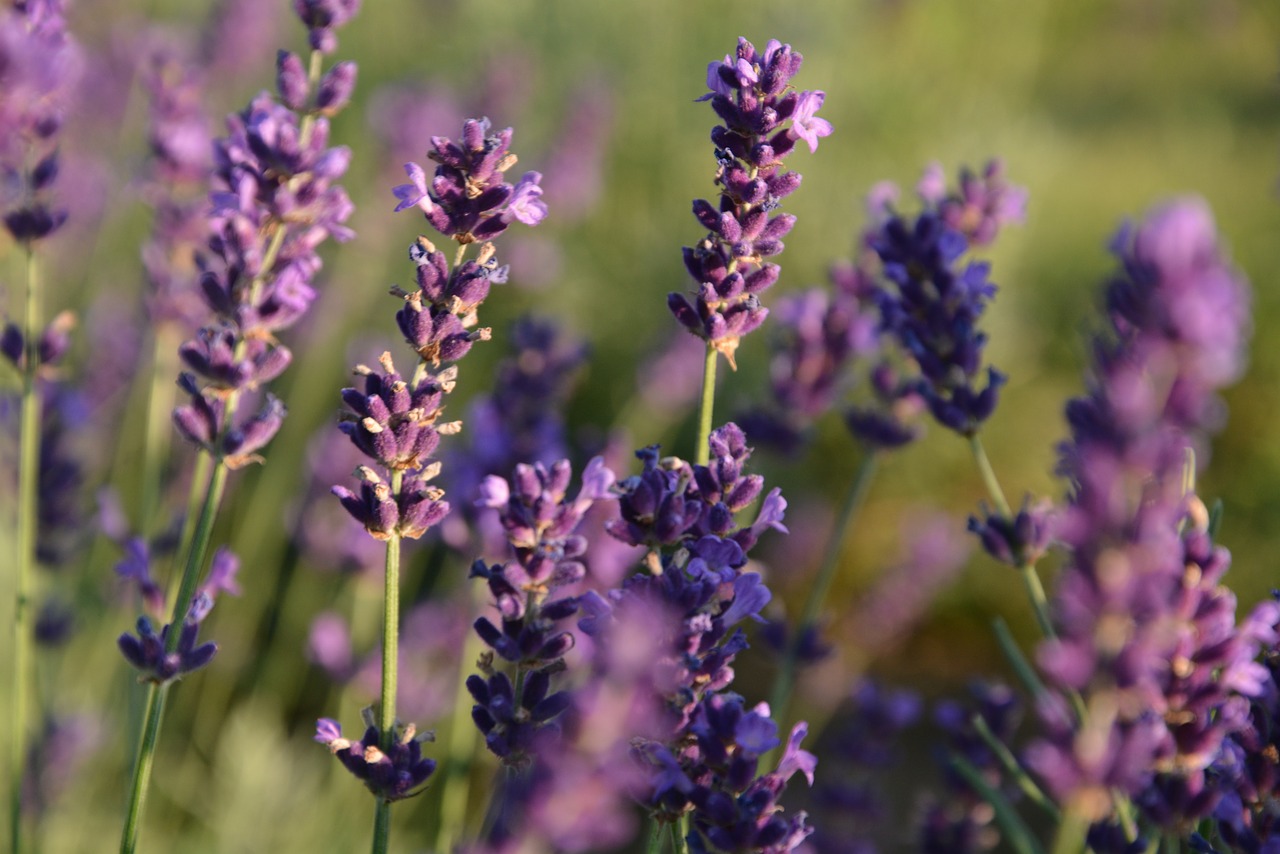 lavender flower summer free photo