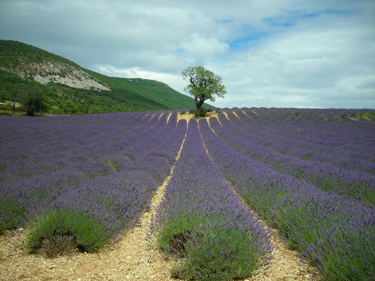 lavender tree plants free photo