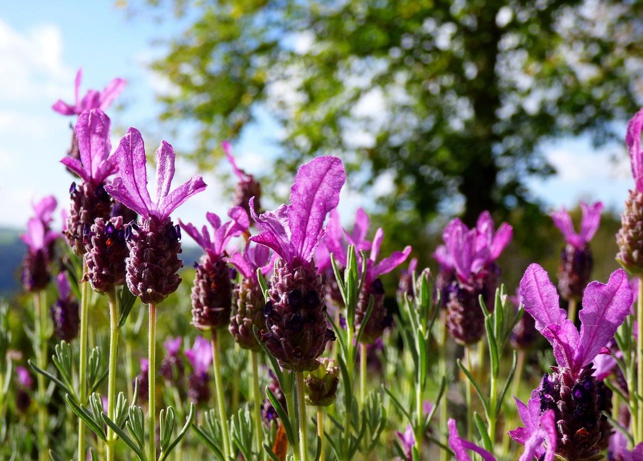 lavender garden nature free photo