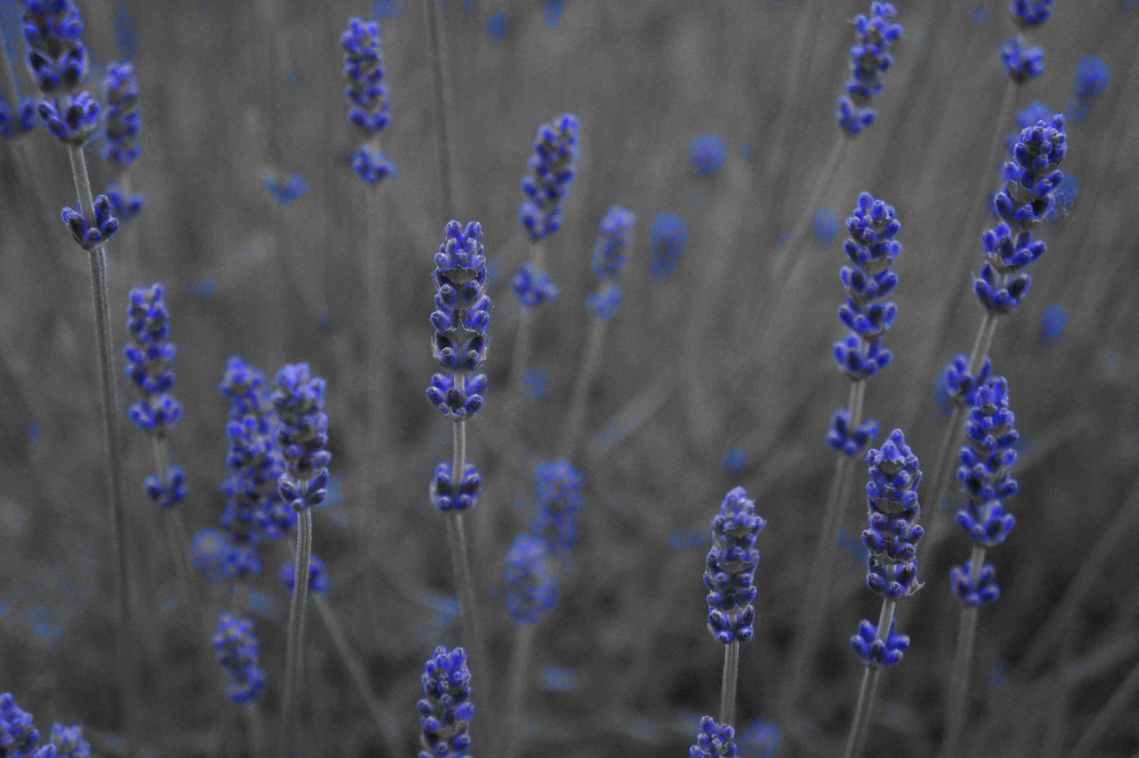 lavender purple flowers free photo