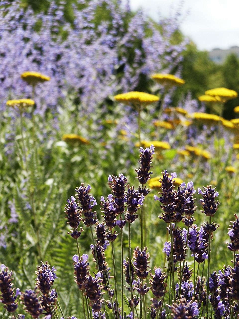 lavender flower sun free photo