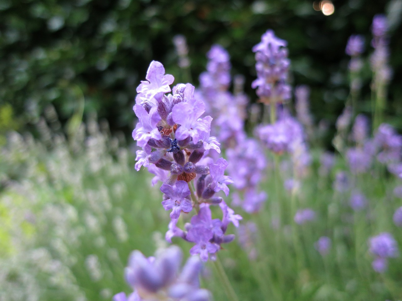 lavender green purple free photo