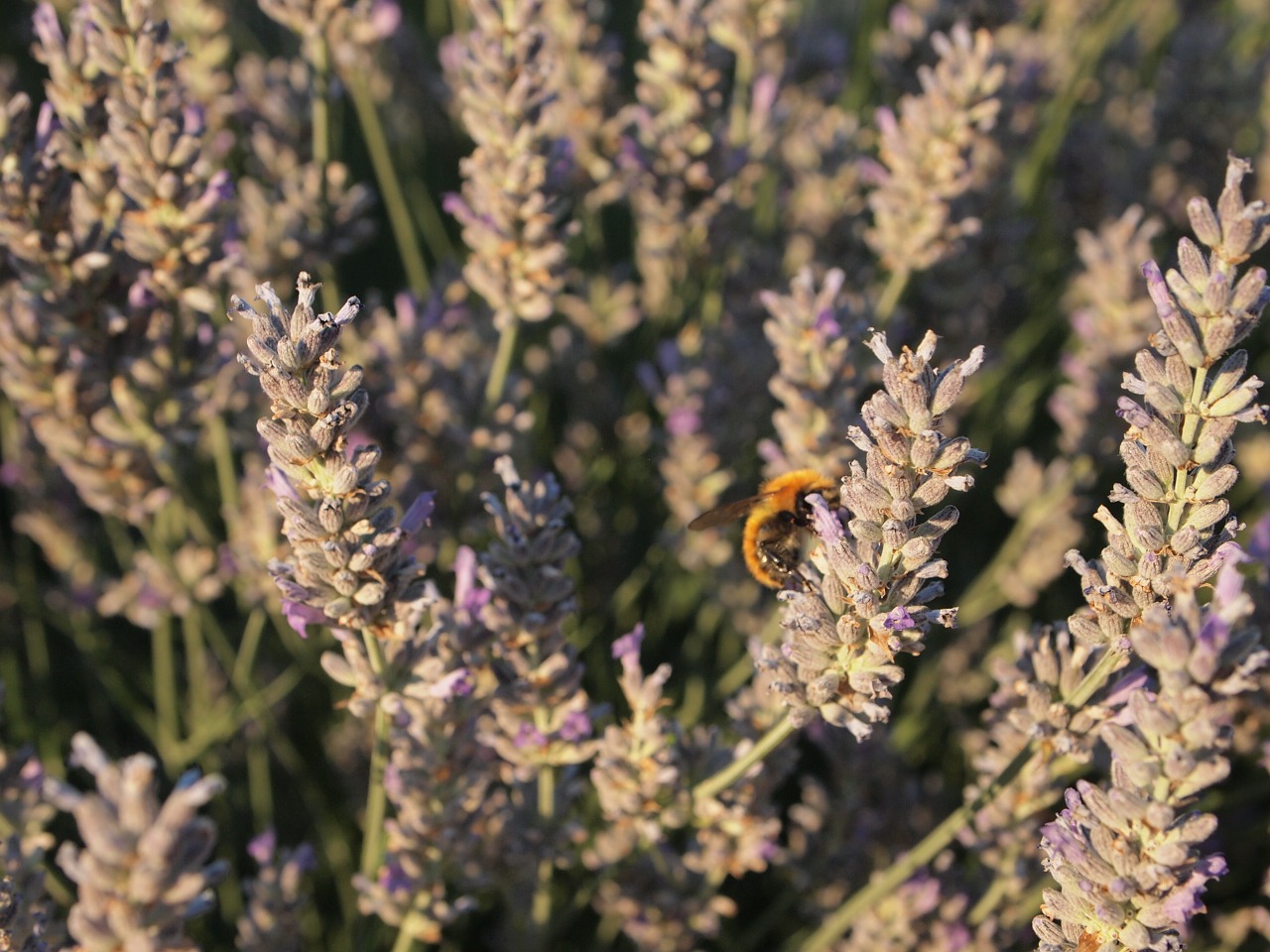 lavender bumblebee insect free photo