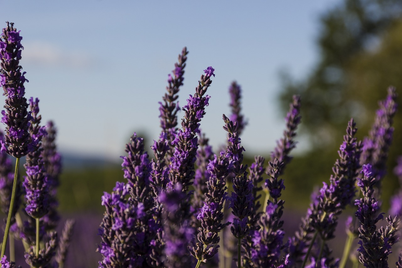 lavender provence france free photo