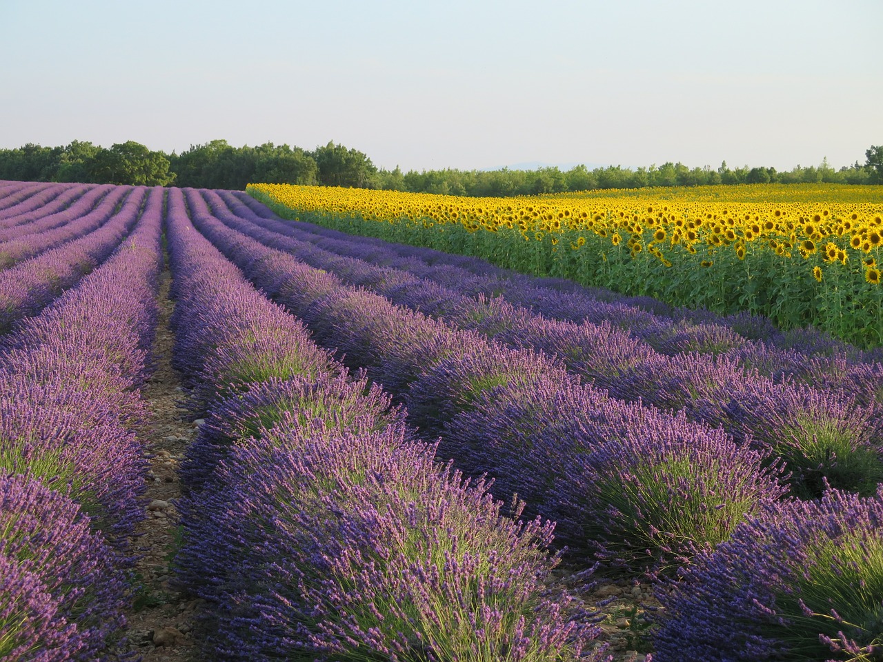 lavender france sunflower free photo