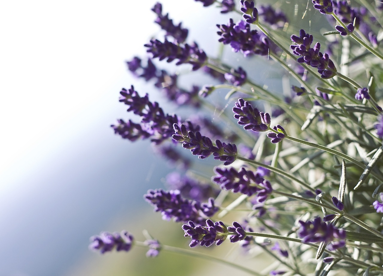 lavender flower nature free photo