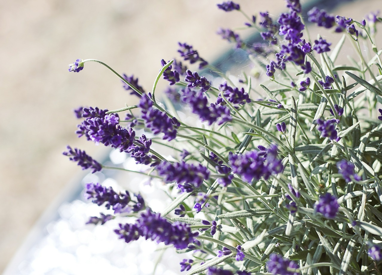 lavender flower nature free photo