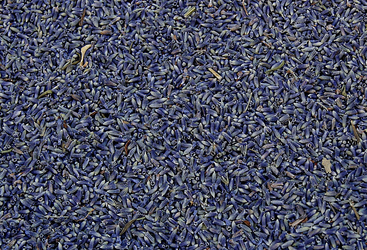 lavender dried plant free photo