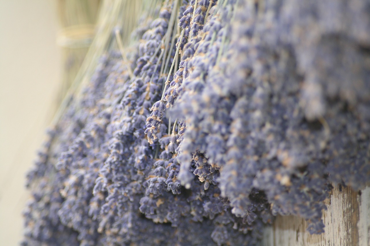 lavender provence nature free photo
