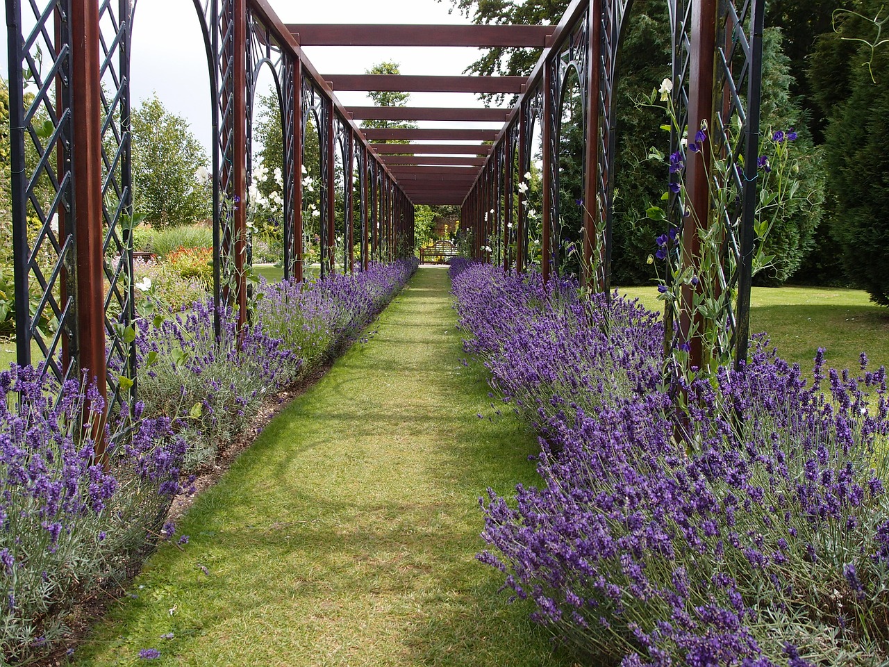 lavender flower plant free photo