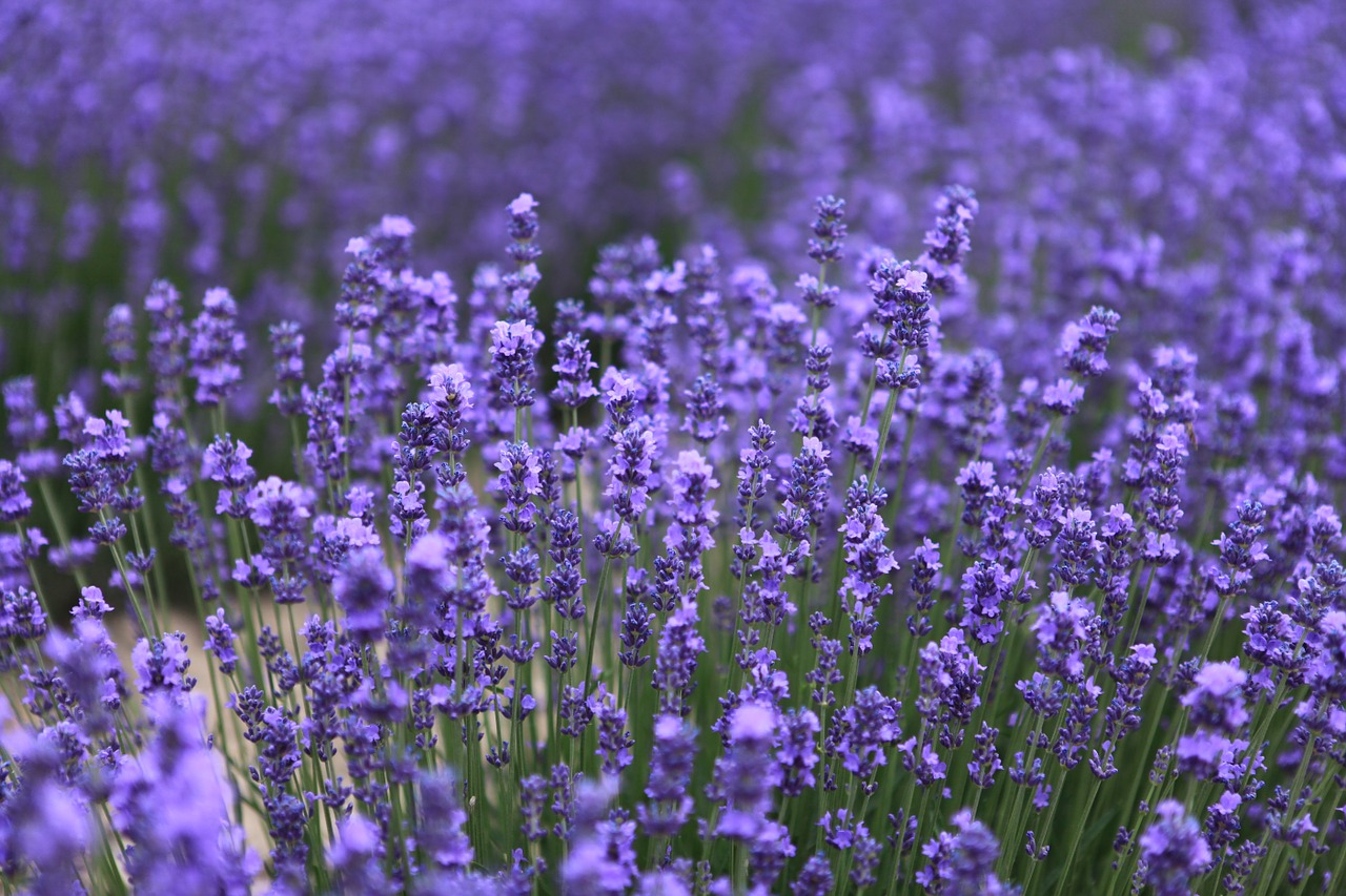 lavender the scenery nalati free photo