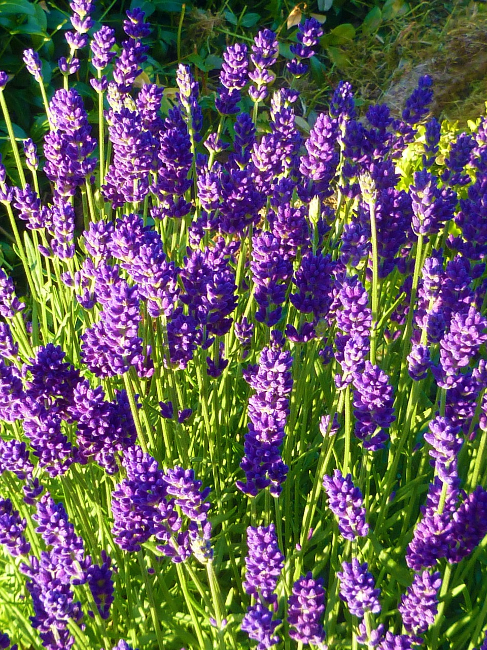 lavender lilla garden free photo