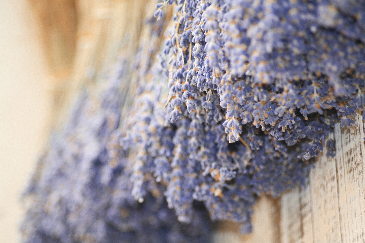 lavender provence flower free photo