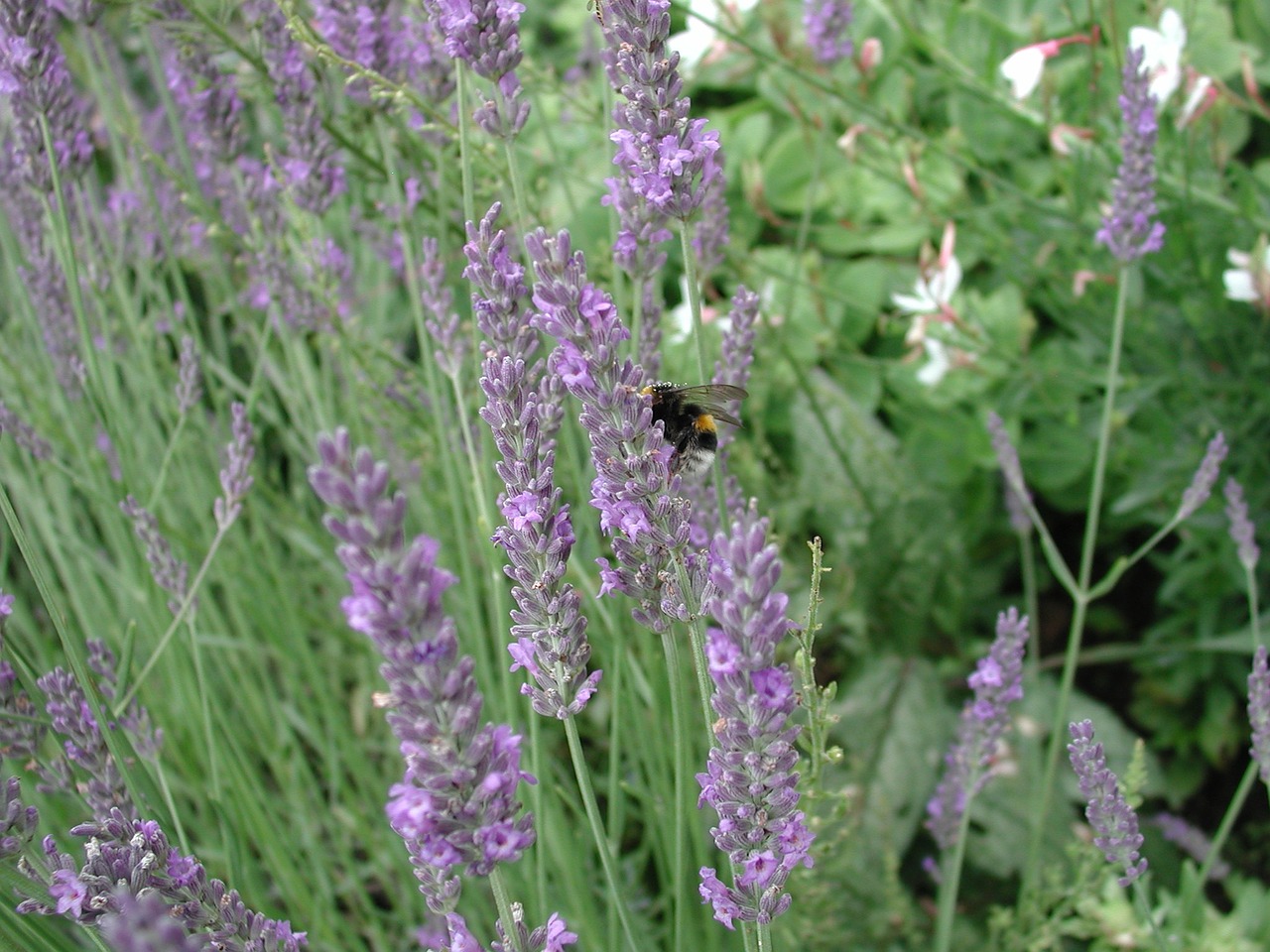 lavender bumblebee bee free photo