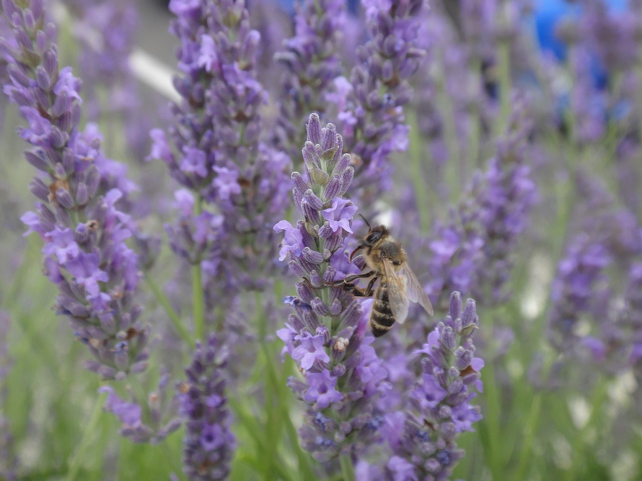 lavender bee forage free photo