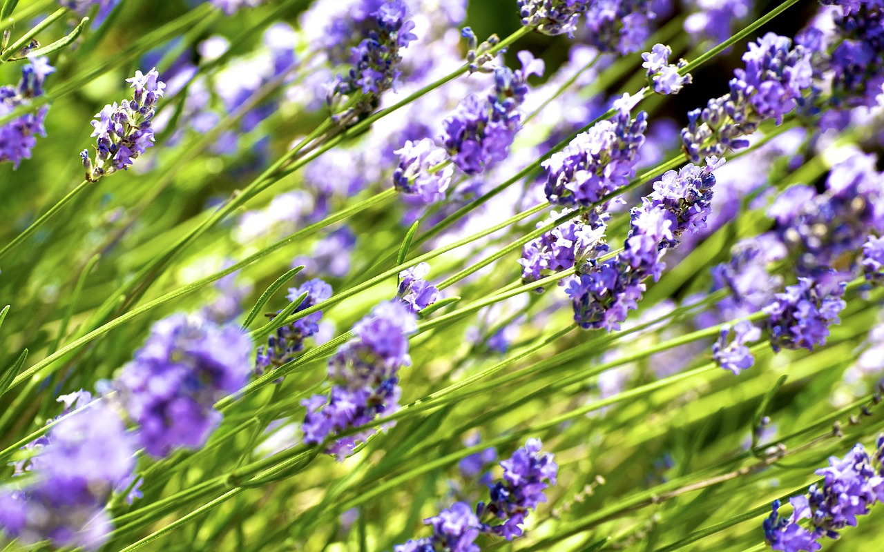 lavender violet flowers free photo