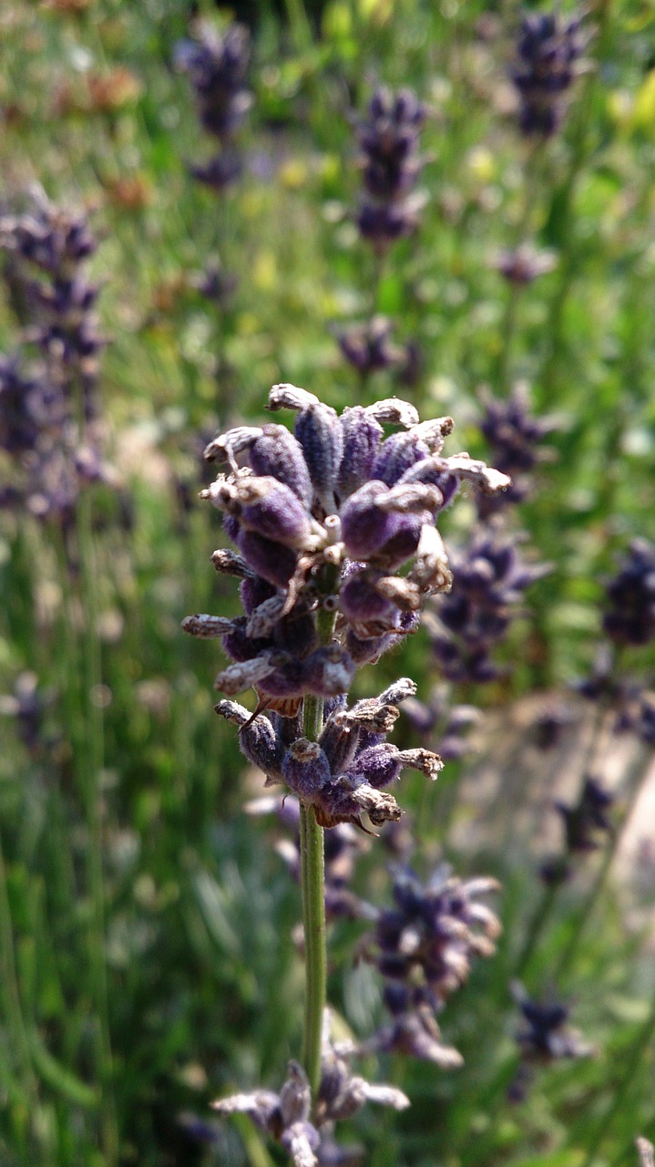 lavender plant flower free photo