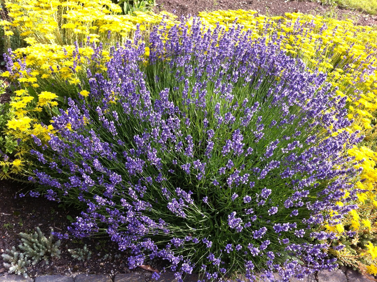 lavender summer flowers free photo
