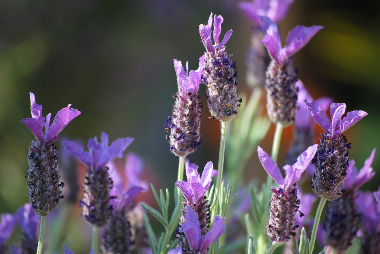 lavender plant summer free photo