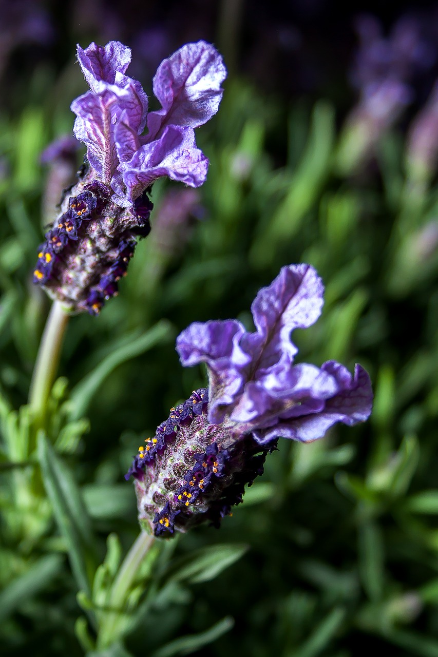 lavender herbs nature free photo