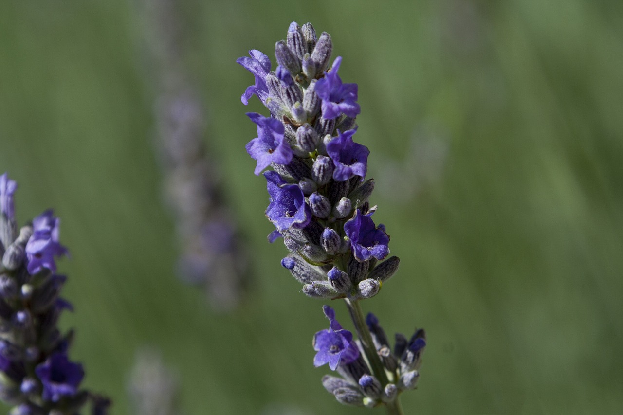 lavender flower nature free photo