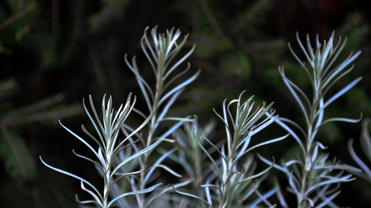 lavender nature ash grey free photo