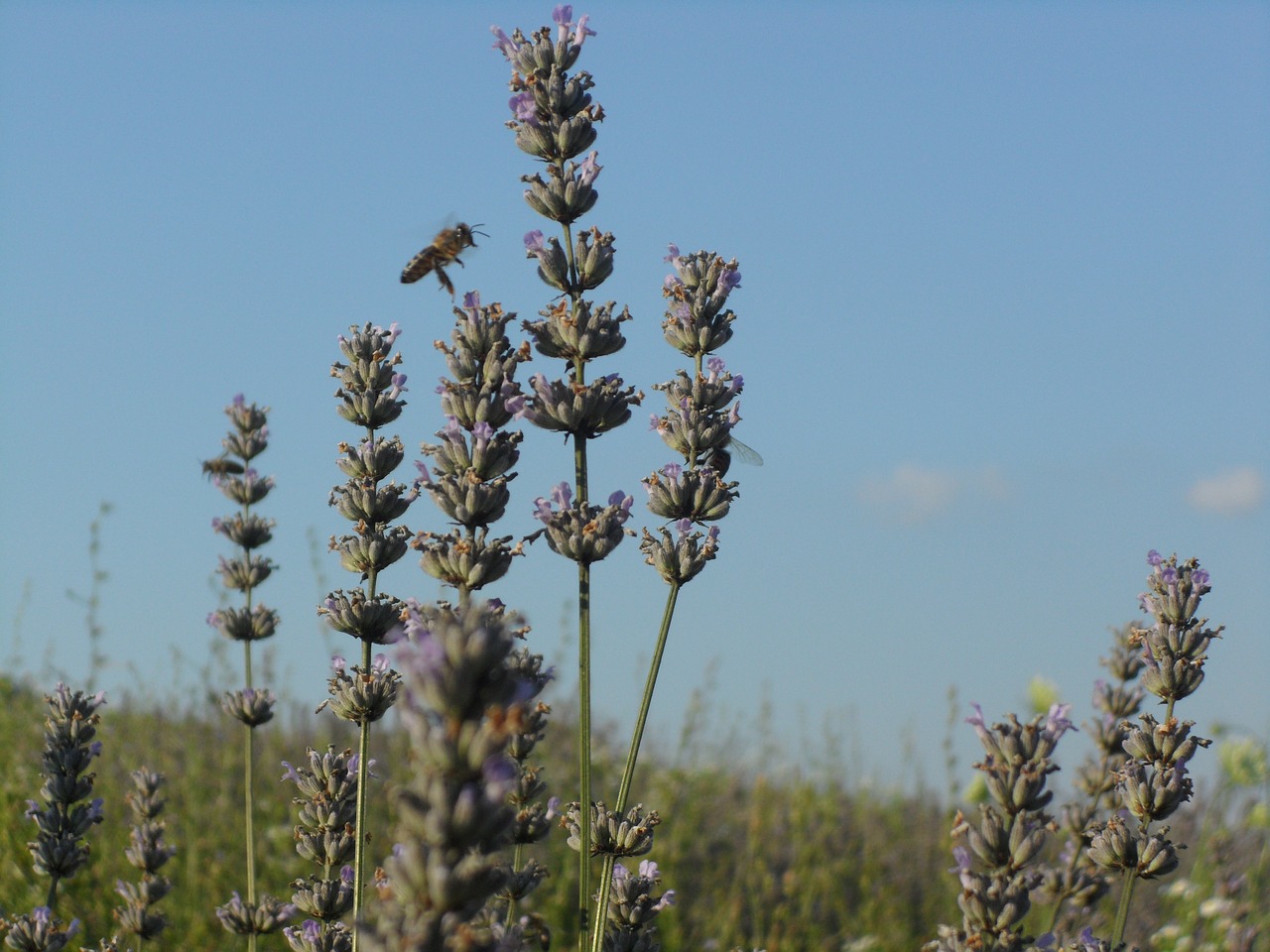 lavender sun summer free photo