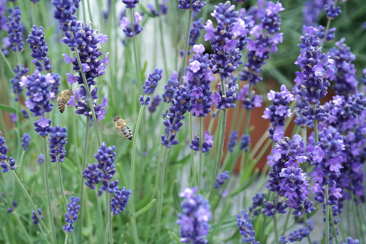 lavender bee violet free photo