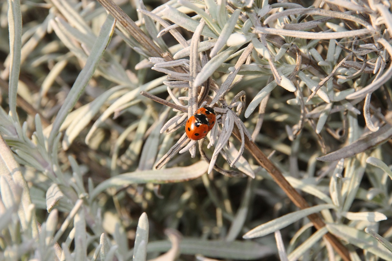 lavender ladybug spring free photo