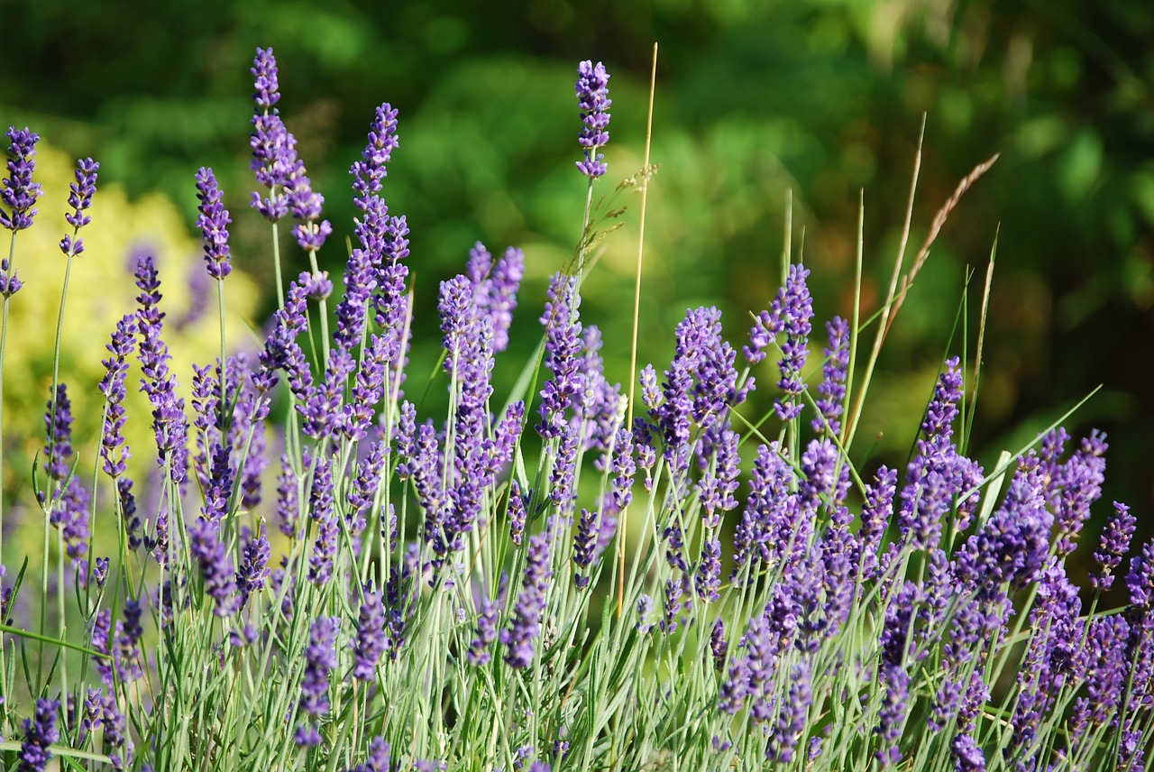 lavender flowers purple free photo