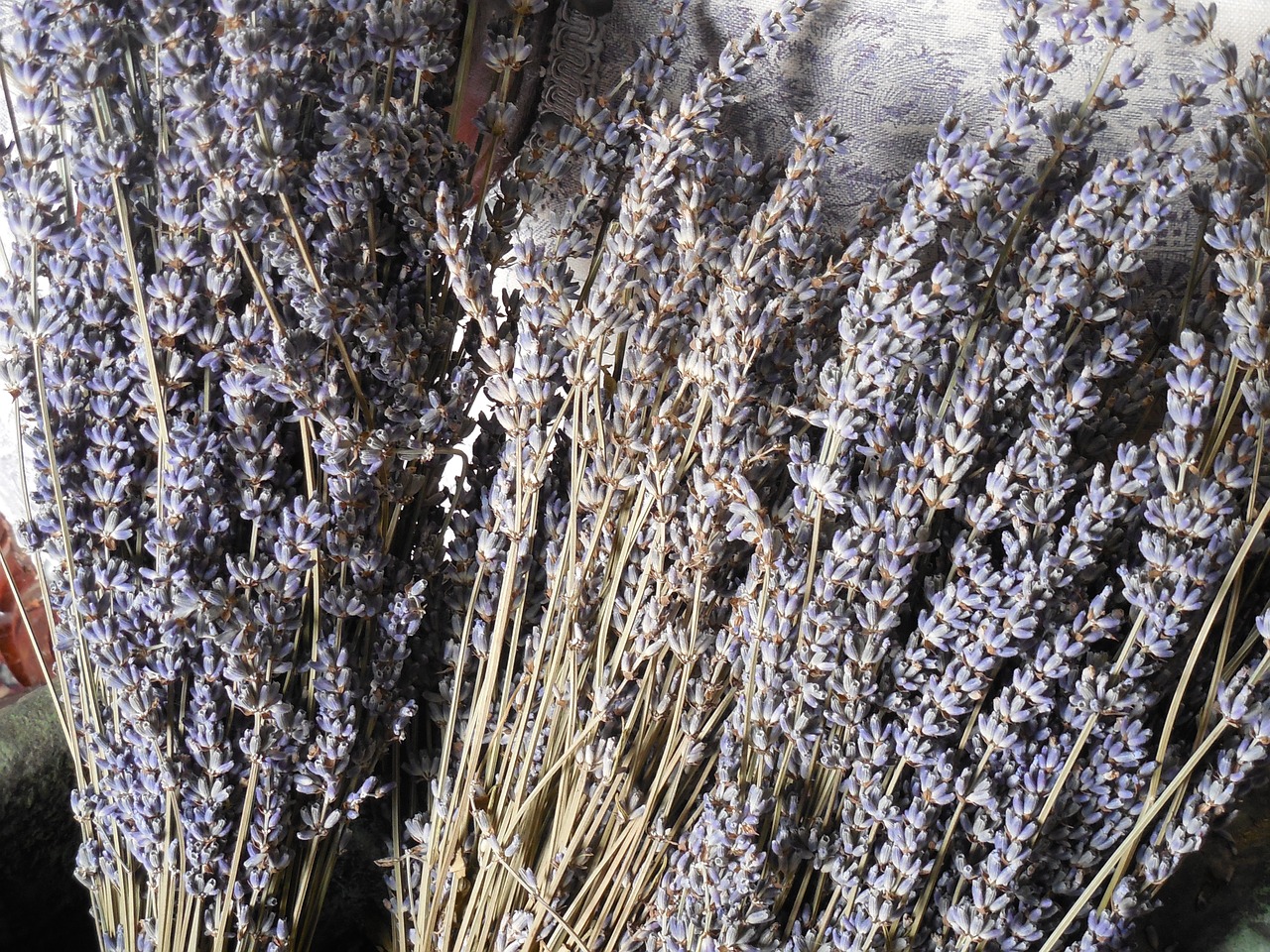 lavender dried flower free photo