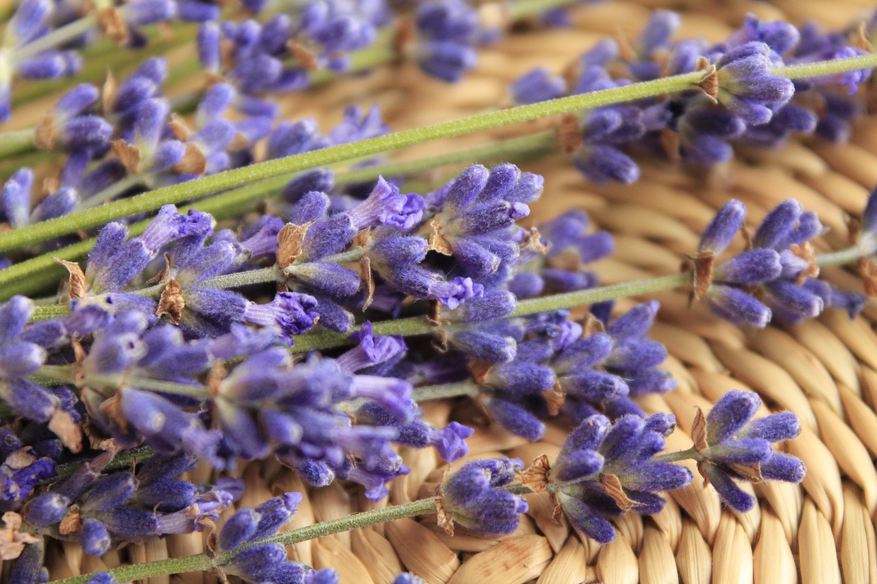 lavender flower purple free photo