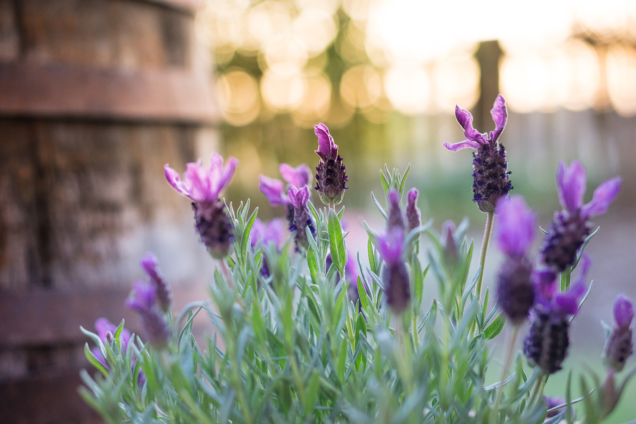 lavender plant barrel free photo