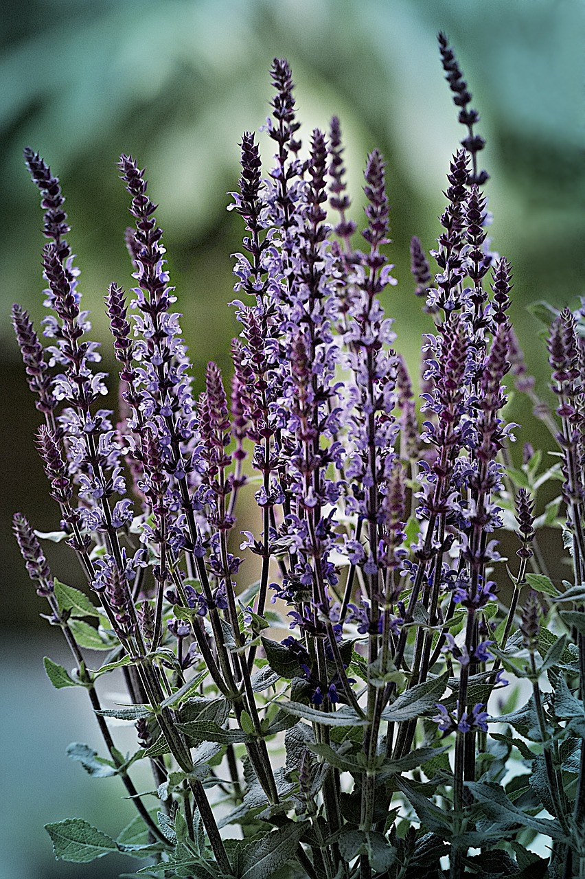 lavender purple lavender flowers free photo
