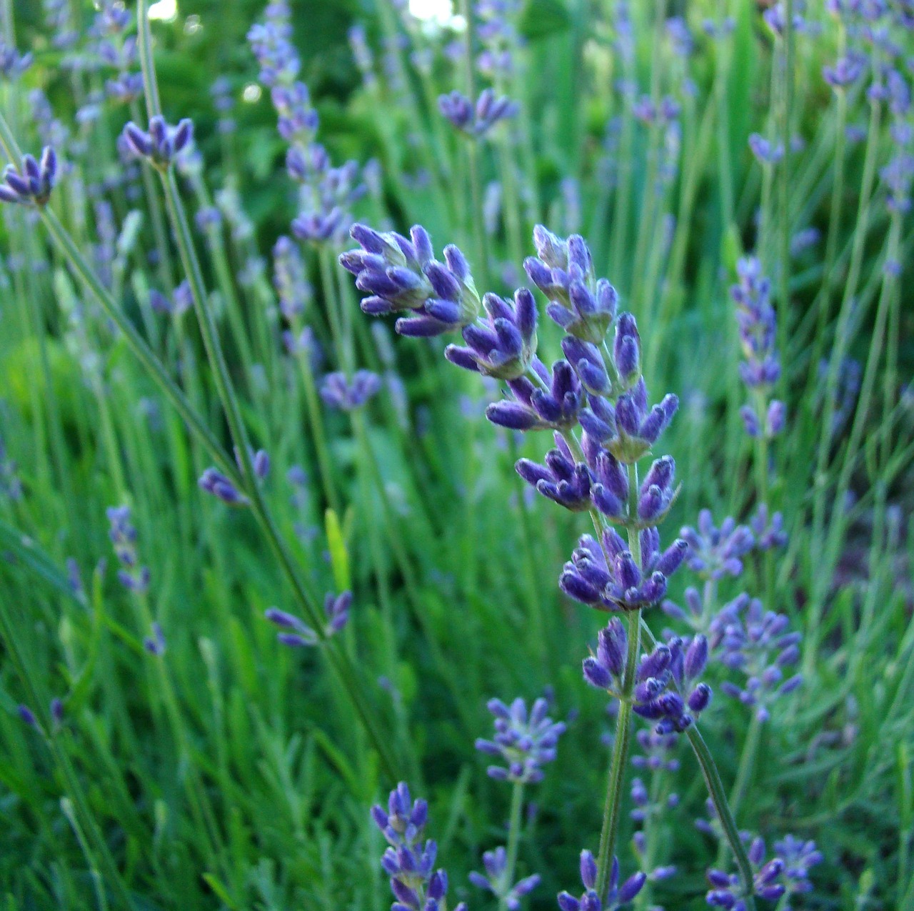 lavender grass flower free photo