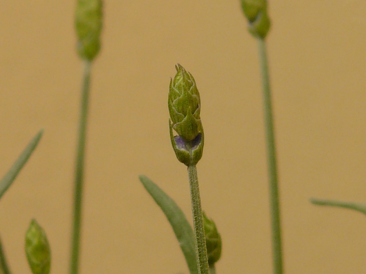 lavender lamiaceae plant free photo