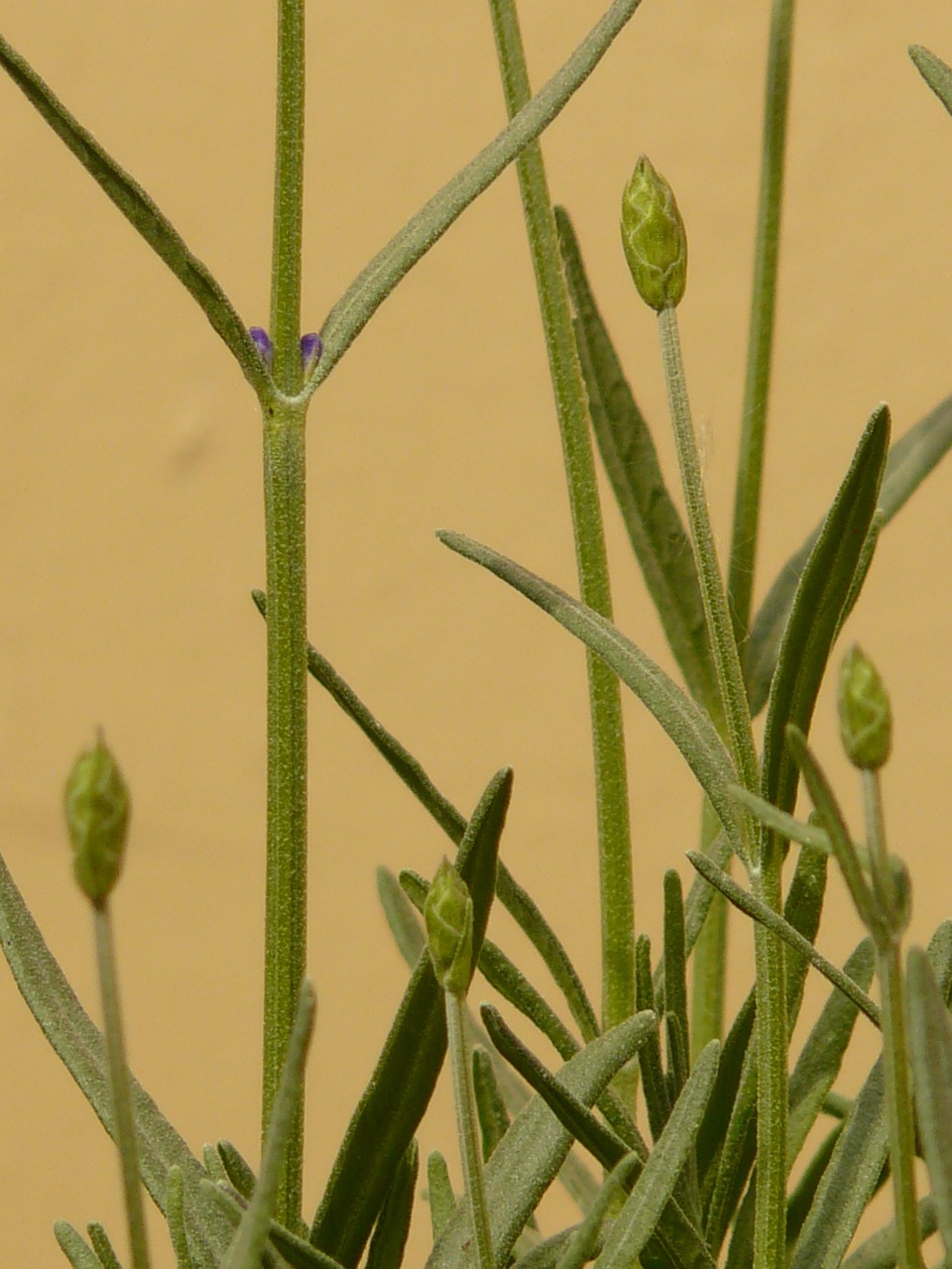 lavender lamiaceae plant free photo