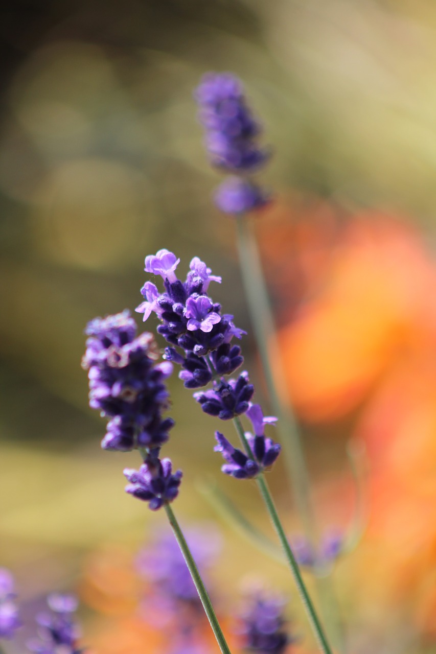 lavender flower england free photo