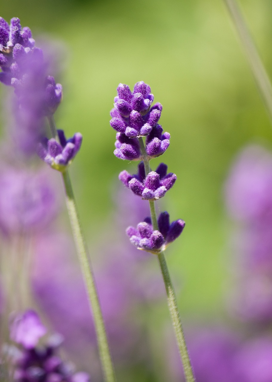 lavender flower purple free photo