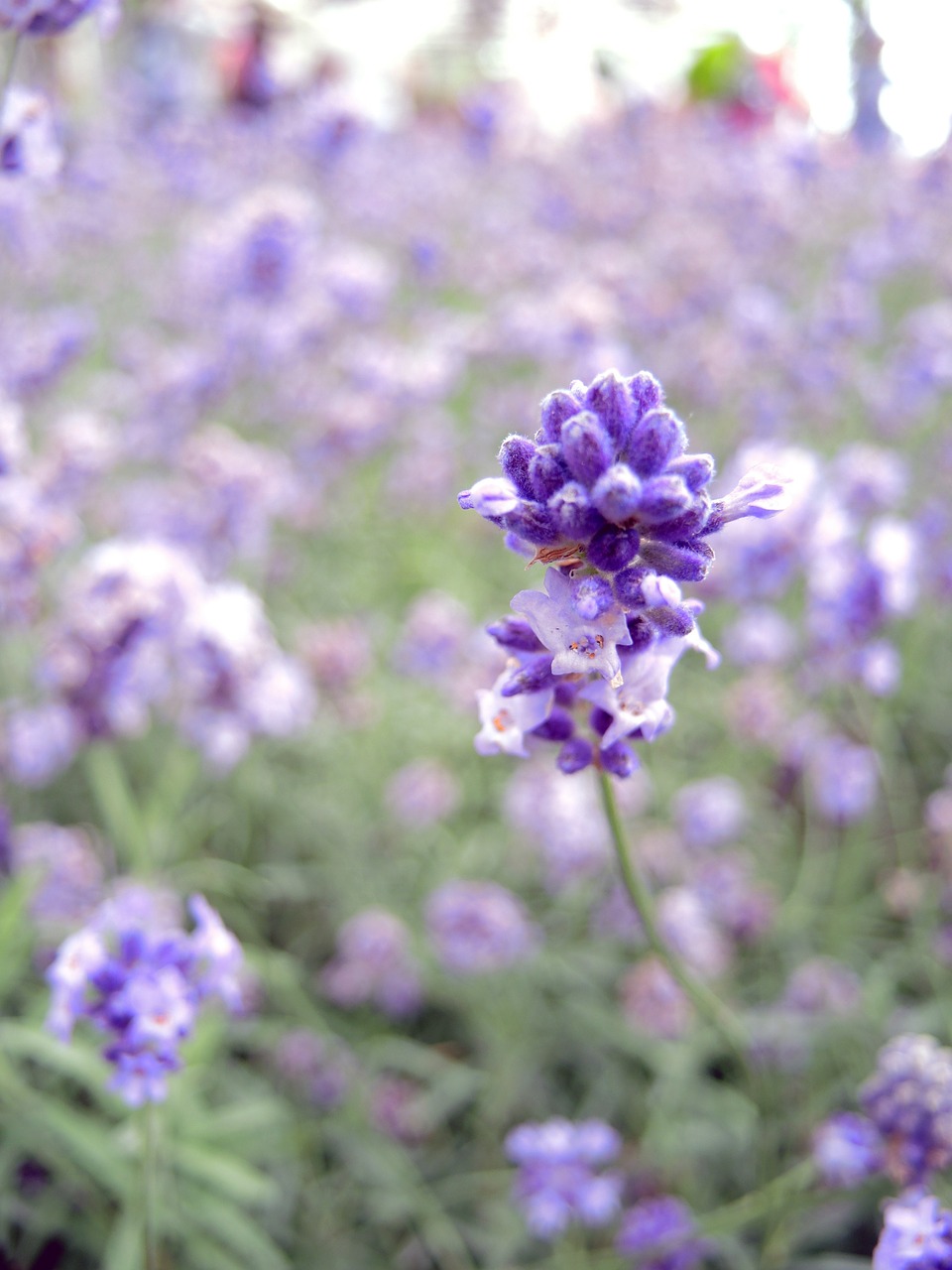 lavender flower field free photo